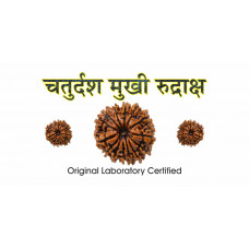 14 Mukhi Rudraksh (2.0)